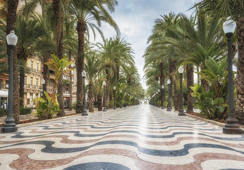 Alicante Palmen