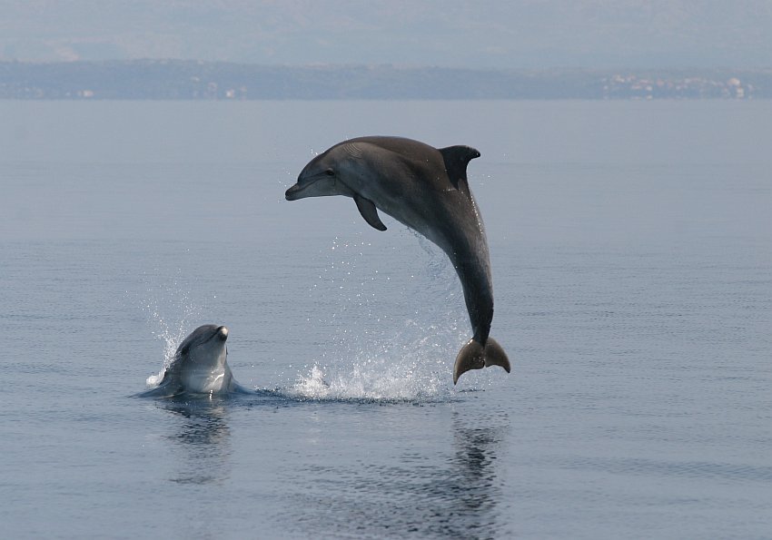 Insel Lošinj Kroatien