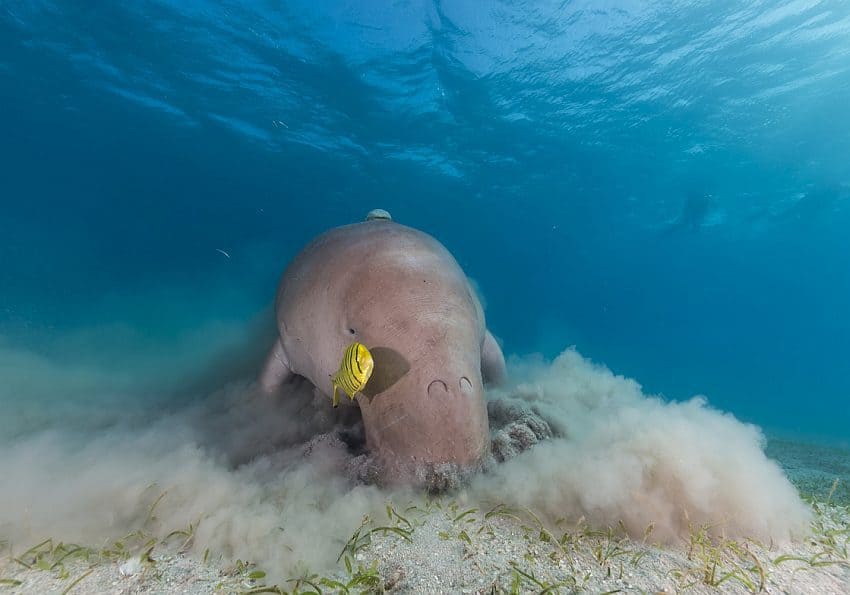 Dugong Vietnam