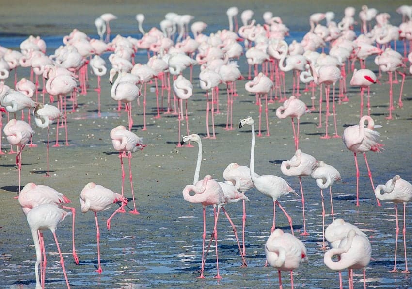 Dubai Flamingo 