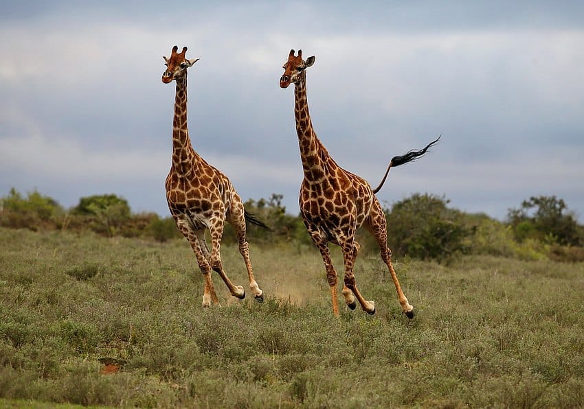 Giraffen Foto-Safari