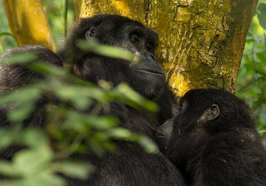 Gorilla Trekking 