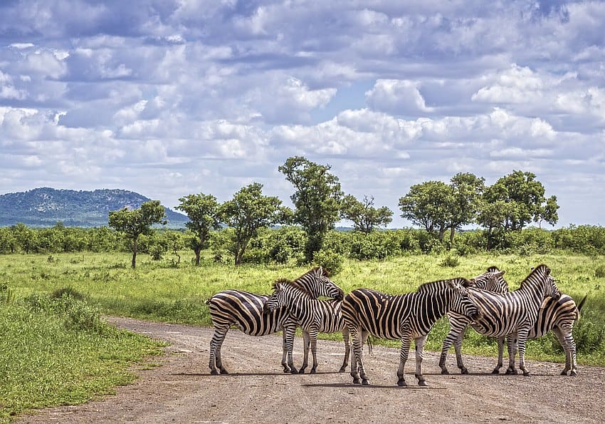 Straße Zebra Kruger Park
