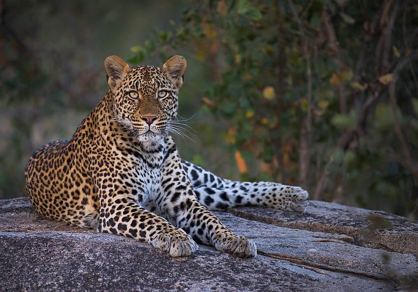 Leopard im Mala Mala Game Reserve 