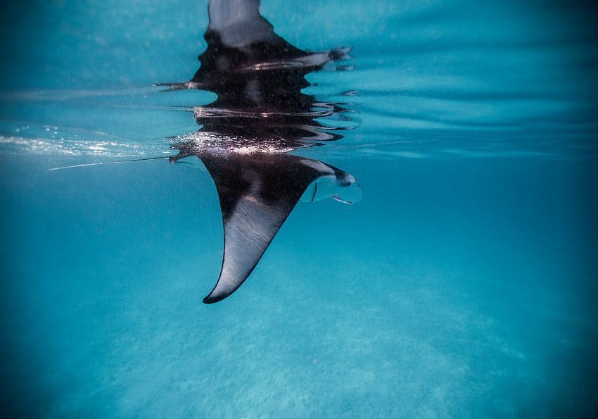 Manta