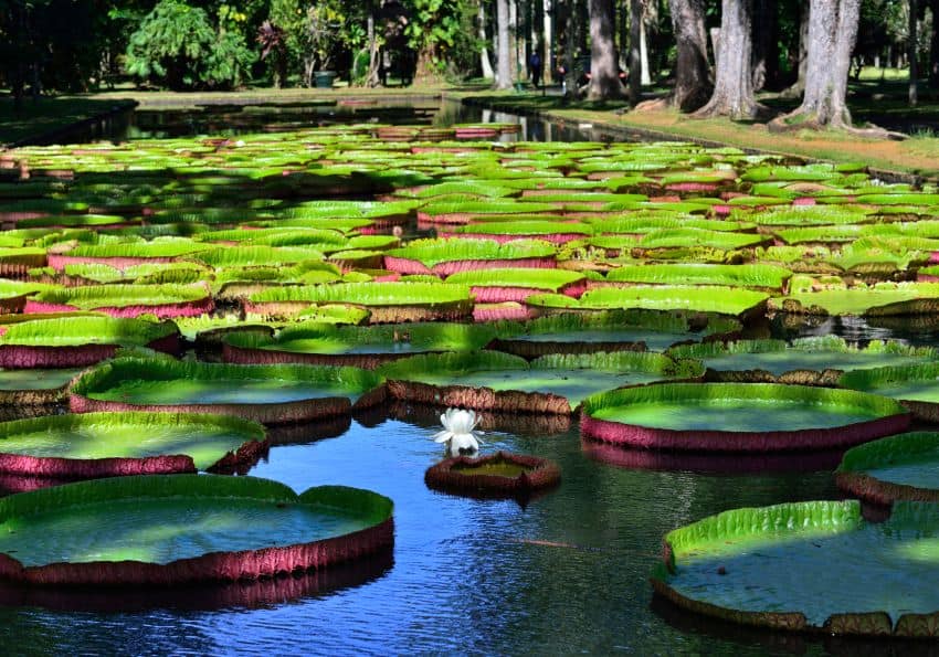 Mauritius Tipps EWTC Blog Mauritius Tipps