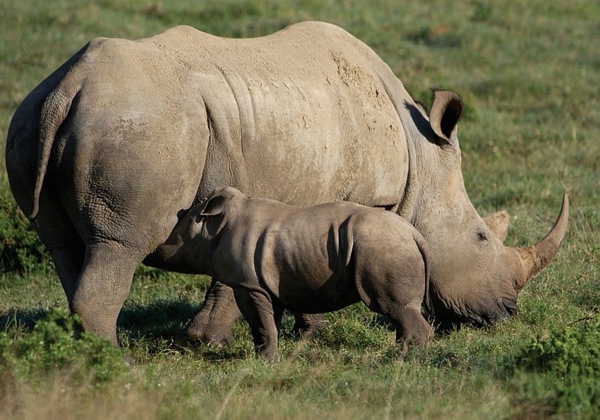 RhinoCamp Madikwe