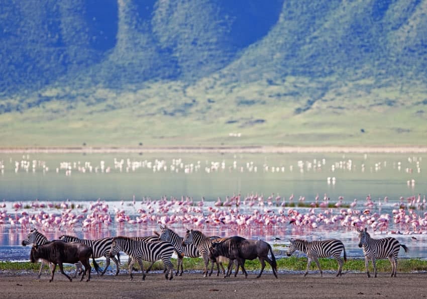 Ngorongoro-Krater-Wasserbueffel-Zebras