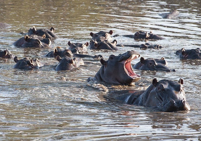 Nilpferde in Südafrika