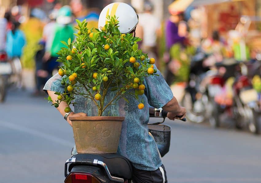 Tet Orangenbaum, Neujahrsfest EWTC Neujahrsfest in Vietnam