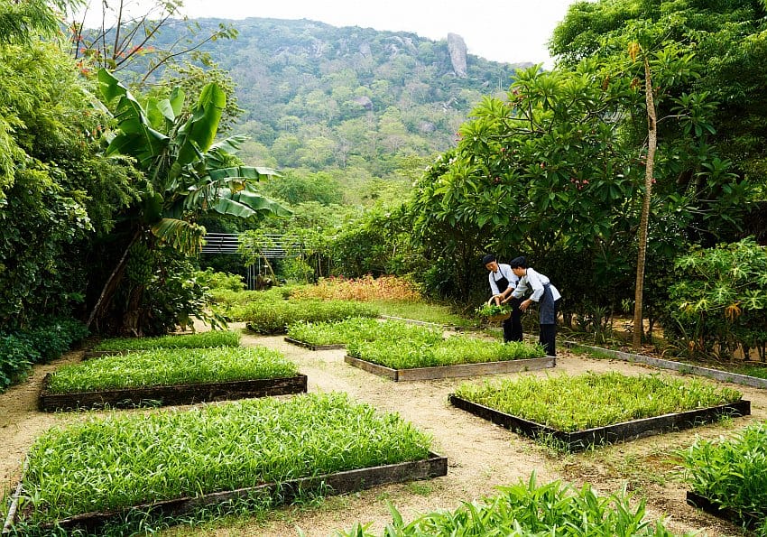 Organic Garden At Six Senses Ninh Van Bay Highres