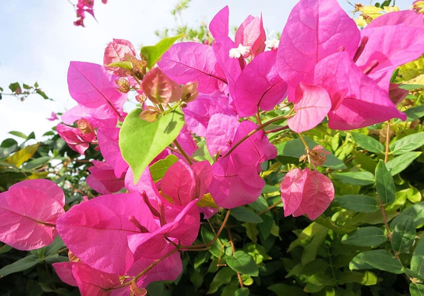 Rhodos Bougainvilleen