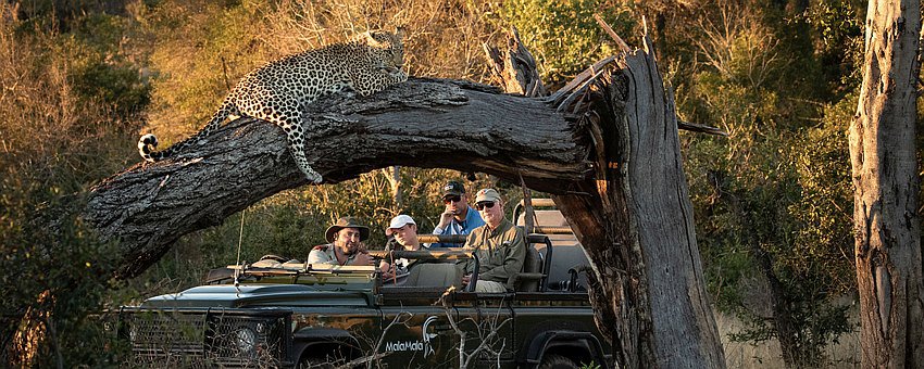 Südafrika Safari-Tour