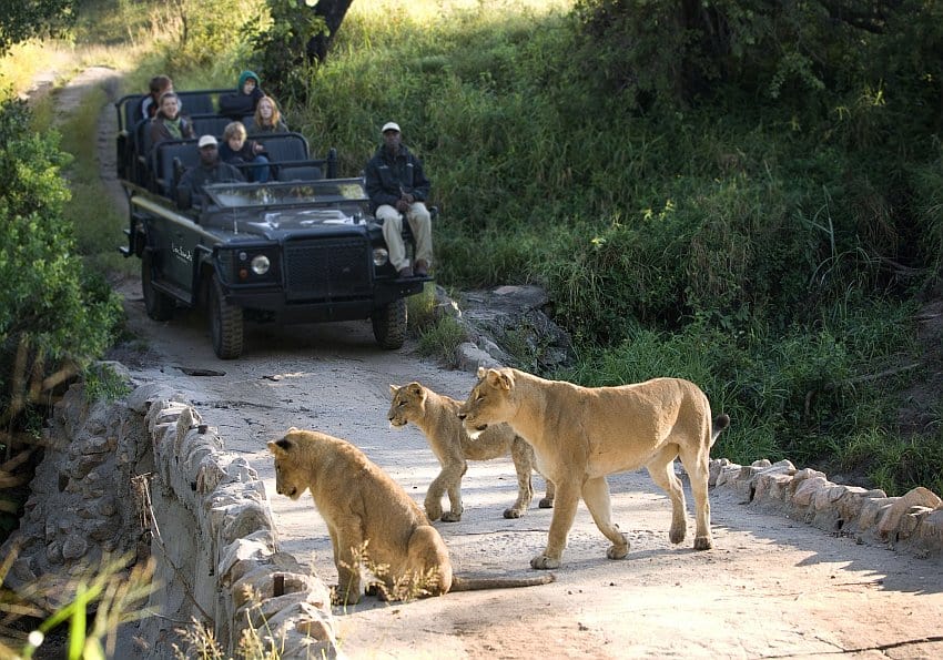 Löwen Safari