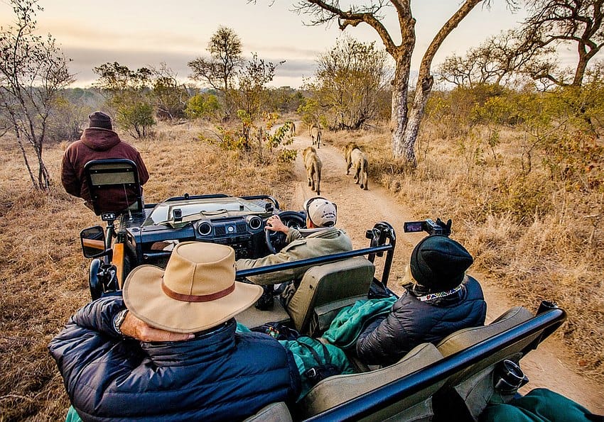 Game Drive Sabi Sands 