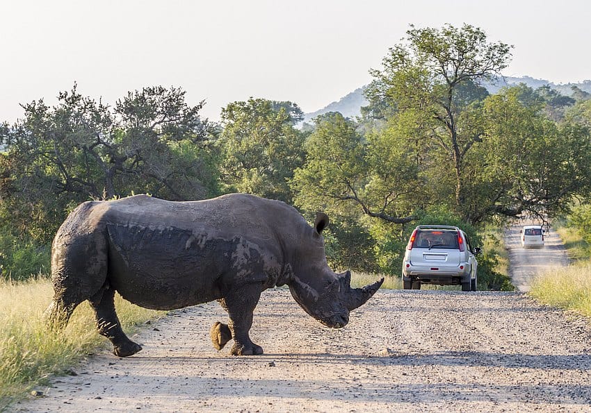 Nashorn im Kruger National Park