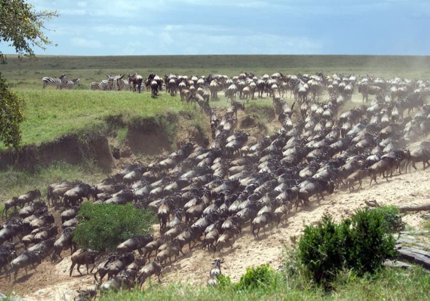 Serengeti-Gnu-Wanderung