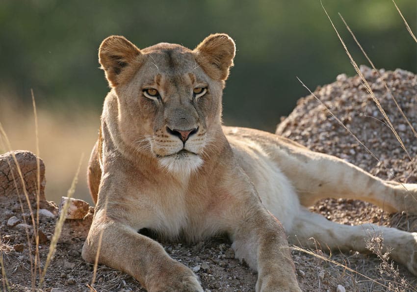 Serengeti-Loewe