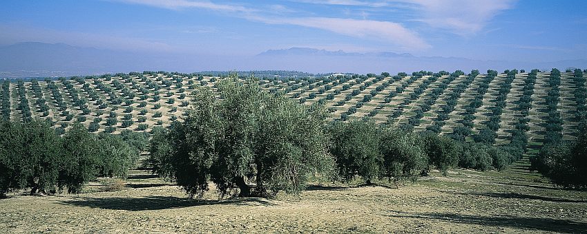 Spanien Andalusien Olivar