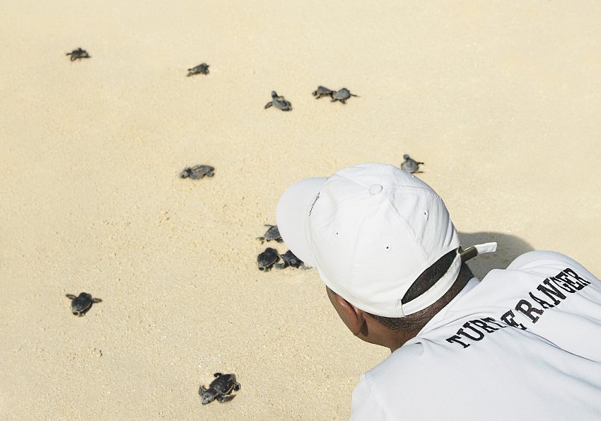 Schildkröten Ranger Oman