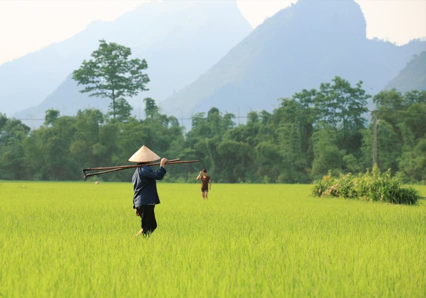 Vietnam Reisfeld Bauern