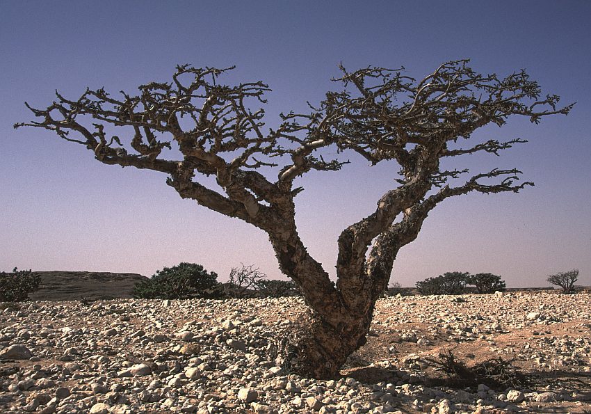 Weihrauchbaum