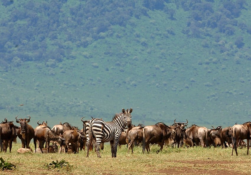 Tiere in der Serengeti