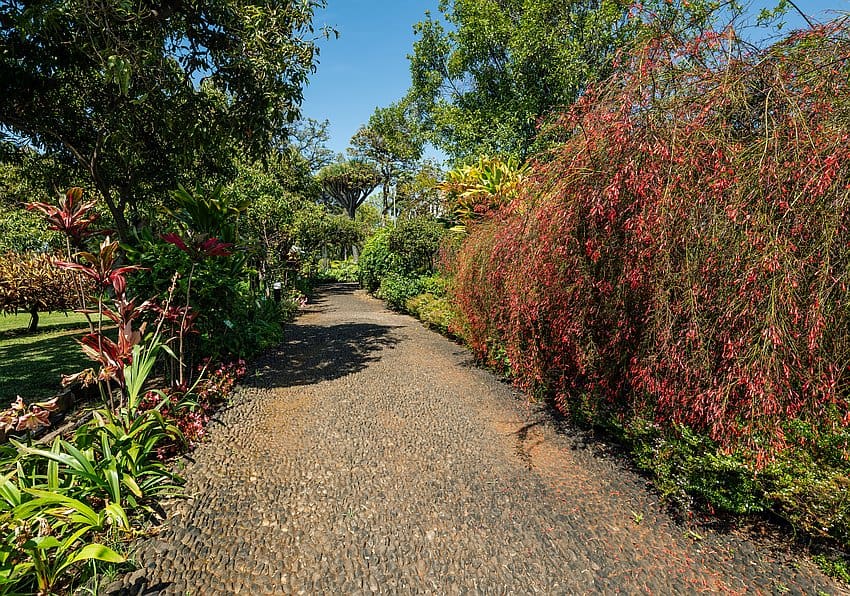 blumeninsel madeira Blumeninsel Madeira