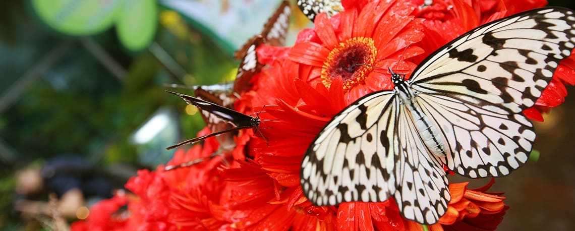 Butterfly Garden