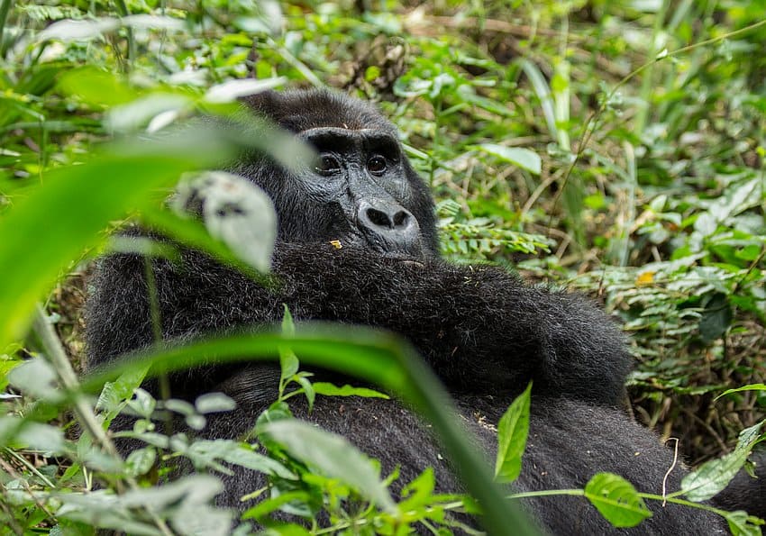 Bwindi Gorilla