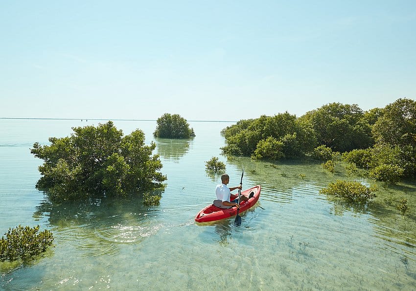 grid qatar mangroves na