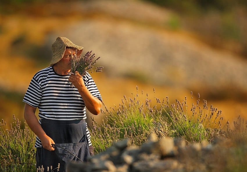 Kroatien Lavender Harvest