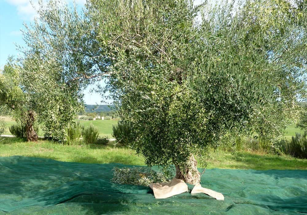 Netz unter Olivenbaum