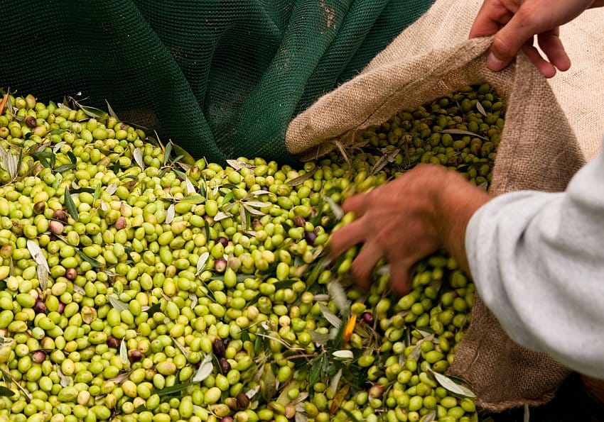 olive harvesting