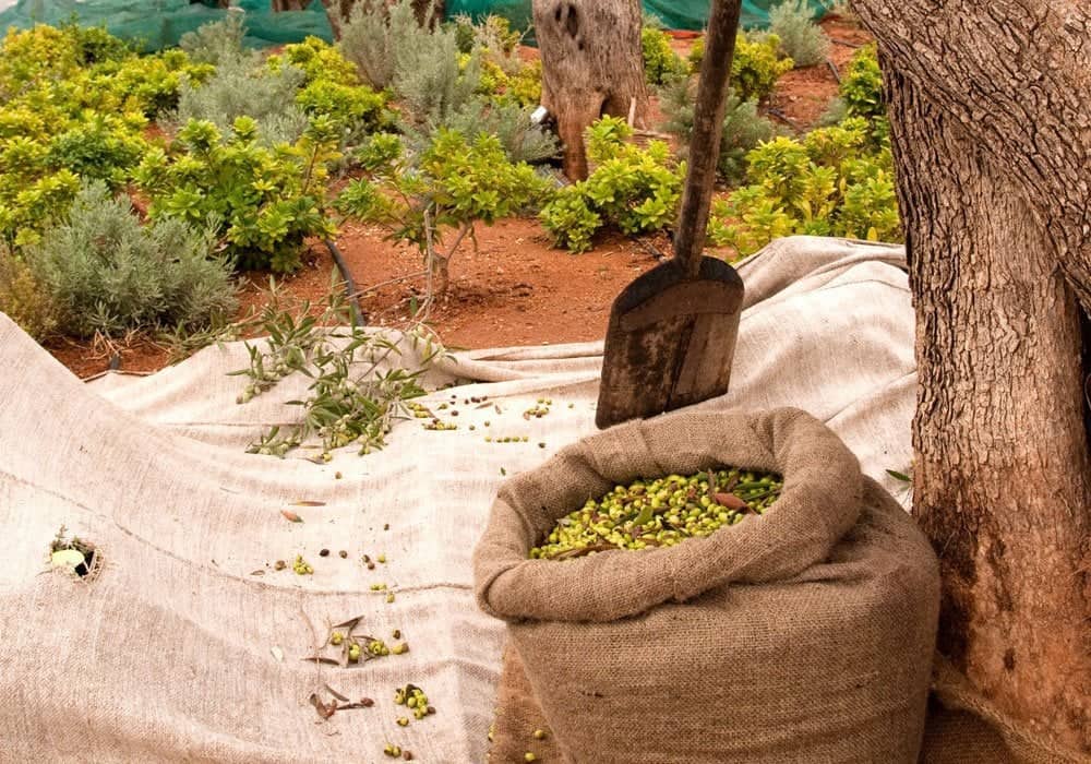Oliven in Messinien