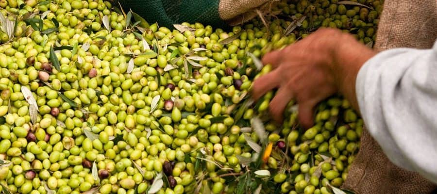 Olivenernte Griechenland