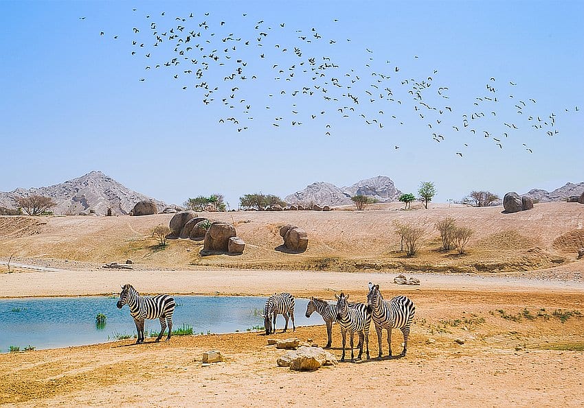 sir bani yas