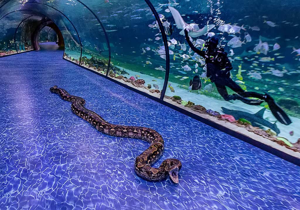 snake aquarium abu dhabi 