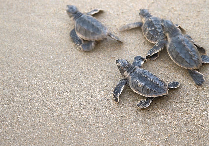 Turtles Oman