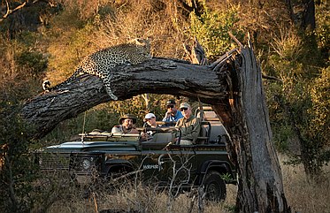 Südafrika-Spezial: 20% Ermäßigung in Hotels und Safari-Lodges