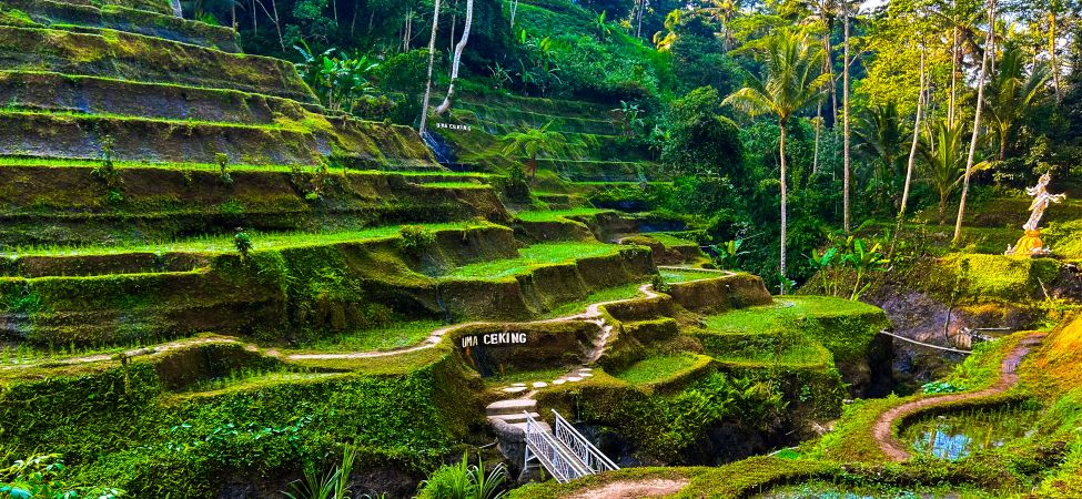 Die Tegallalang Reisterrassen auf Bali