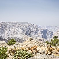 Anantara Jabal Akhdar Resort