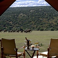 Luxury Tented Suite - Gorah Elephant Camp