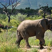 Safari - Marataba Mountain Lodge