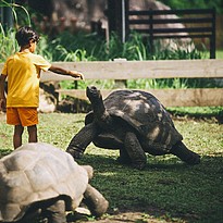 Schildkrötenpark - Raffles Seychelles