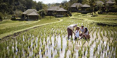 Reisfelder - Mandapa, A Ritz-Carlton Reserve