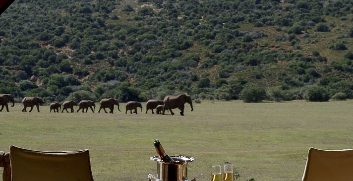 Luxury Tented Suite - Gorah Elephant Camp