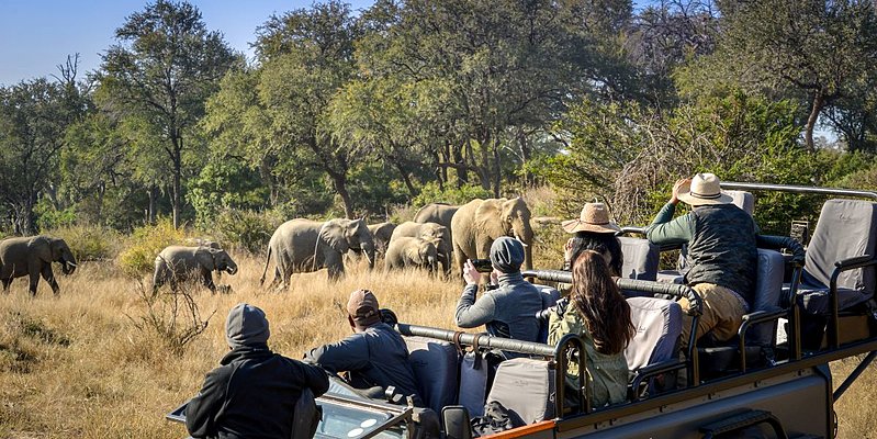 Safari - Lion Sands Ivory Lodge