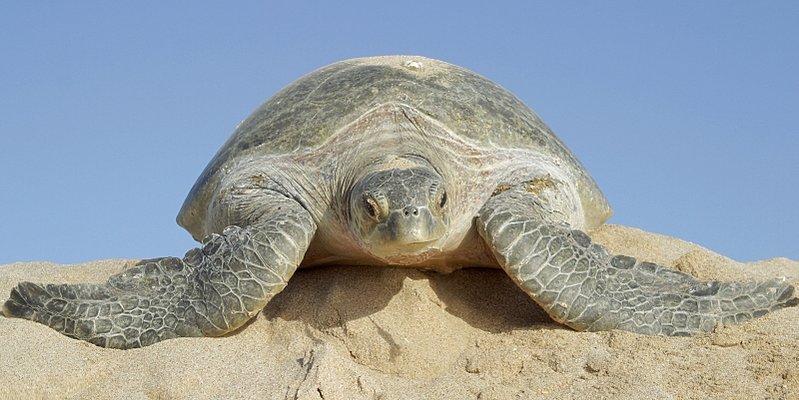 Rundreise Oman - Turtles, Water and Sand