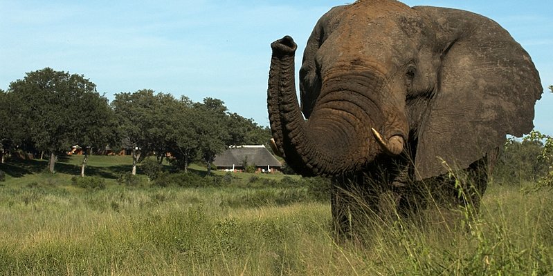 Sabi Sand - Mala Mala Game Reserve